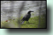 Black Currawong