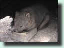 Zufriedenes Wombat