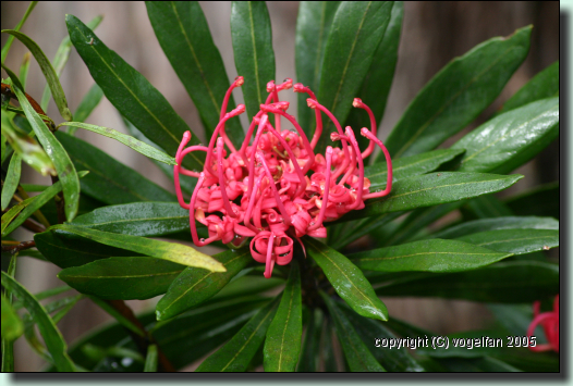 Waratah