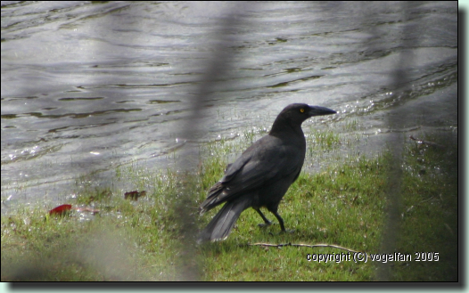 Black Currawong