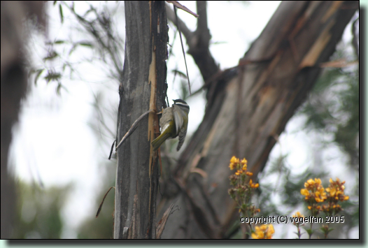 Strong-billed Honeyeater