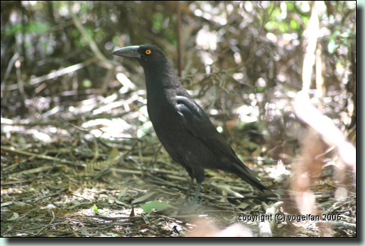Black Currawong