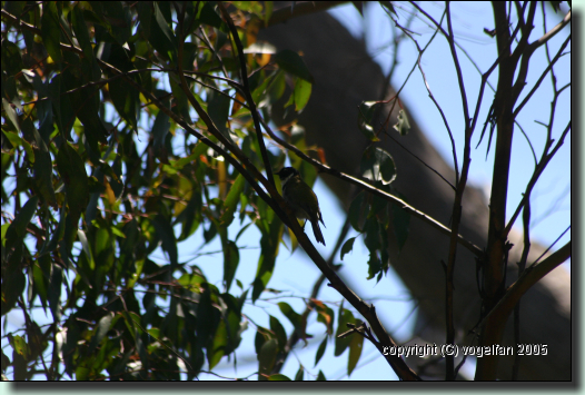 Black-headed Honeyeater