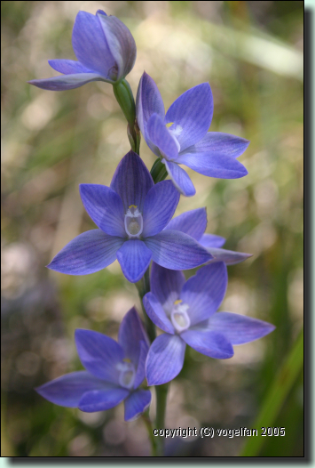 Great Sun Orchid