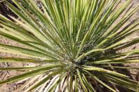 Palmlilie (Yucca)