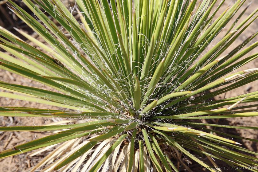 Palmlilie (Yucca)