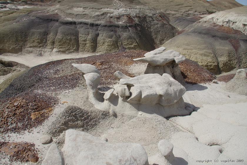 Schildkröte? G 0728