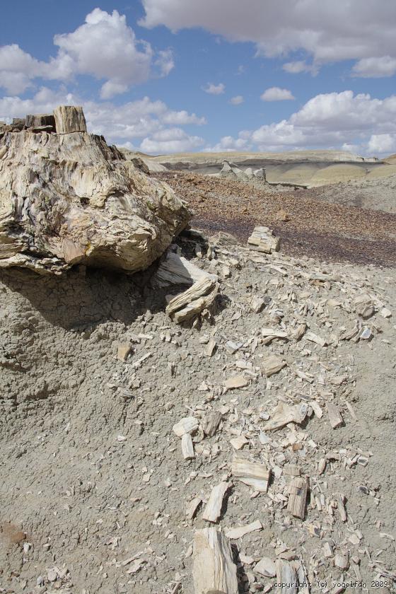 Versteinerter Baumstumpf