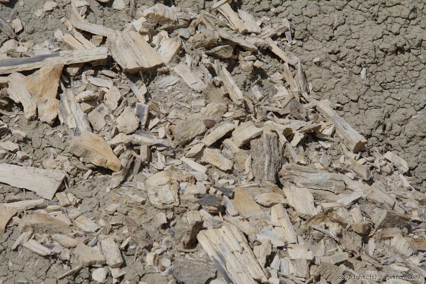 Holzstücke aus Stein