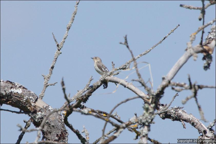 Halsbandschnaepper Weibchen