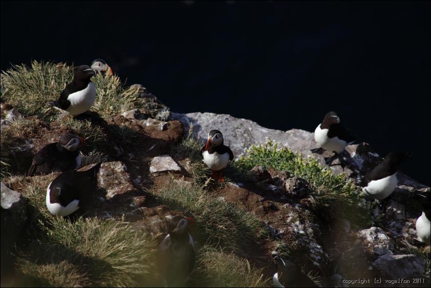 Papageitaucher und Tordalke